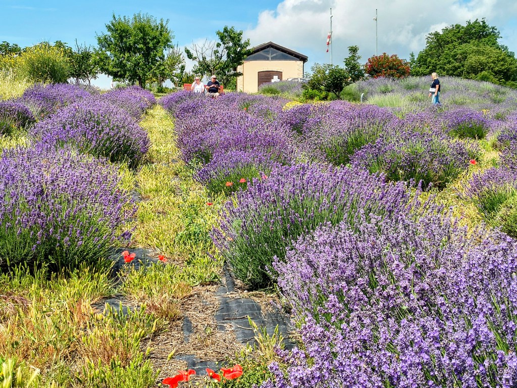Tra lavanda e mare: la storia di Teresa e Nicolò, custodi di un angolo di Provenza nelle&nbsp;Marche